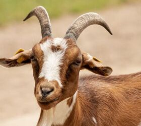 Meet Mr. Pickles: One Very Spoiled Indoor Goat