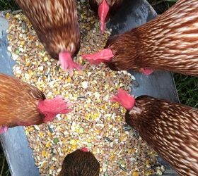 Watch These Sweet Chickens Enjoy Snack Time