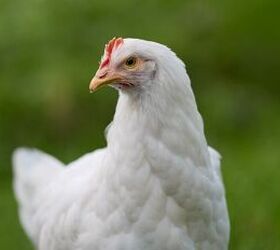 watch these sweet chickens enjoy snack time
