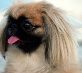 Watch These Fluffy Pekingese Puppies Enjoy Playtime