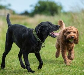 Why Is The Second Dog Always The Mischievous One?!