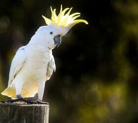 Meet Jackson, the Cockatoo Who Loves to Dance