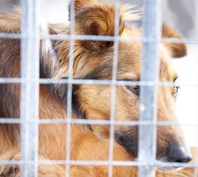 The 71-Day Rescue That Proved Patience Beats Any Trap