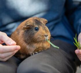 Enrichment Tips for Happy Guinea Pigs