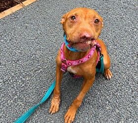 She Survived a Trash Pile. Now Phoenix Needs the Right Home