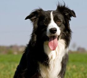 The 3 Border Collie Facts Every Dog Lover Should Know