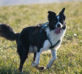 the 3 border collie facts every dog lover should know