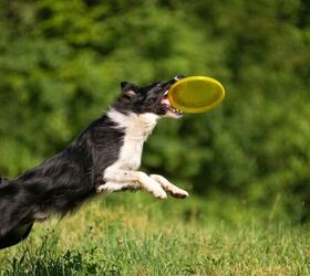 the 3 border collie facts every dog lover should know