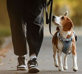 What's The Best Time of Day to Walk Your Dog?