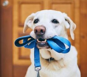 is there a best time of day to walk your dog
