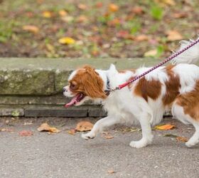 is there a best time of day to walk your dog