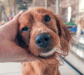 Storm Topples Tree, Reveals 70 Dogs Trapped in Trailer