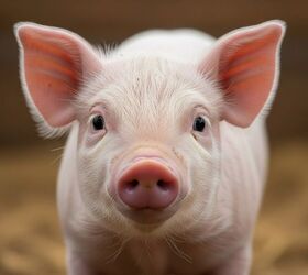 Runaway Pig Goes Viral in West Hollywood and Ends Up In a Malibu Dream