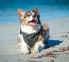 7 Cooling Bandanas That Keep Your Dog Comfortable in Heat