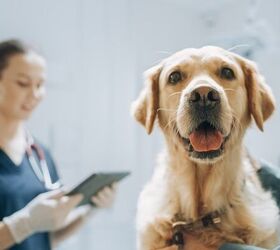 Ready to Spay Your Labrador? Here's How to Time a Big Dog's Surgery