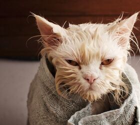 All 700+ Cats Survive as Hurricane Rips Through Hawaiian Sanctuary