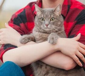 Who Will Care for Your Pet if You Can't? Creating an Emergency Plan