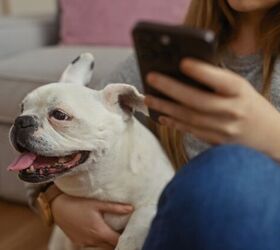 who will care for your pet if you can t creating an emergency plan, Photo credit Krakenimages com Shutterstock com