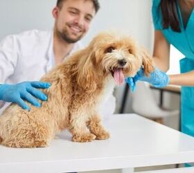 What is Cooperative Care and How Can it Make Vet Visits Easier?