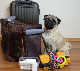What Should I Include in an Emergency Go Bag for Pets?
