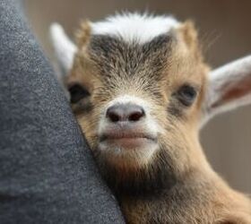 baby goats are the cutest morning wake up call