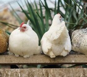 These Three Chickens Have Got Some Serious Moves