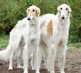 Meet Abby, the Borzoi Who Has a Tiny Bodyguard on Payroll