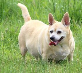Catch Dog Obesity Early: The Signs Owners Miss