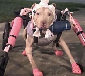 disabled pit bull steals hearts after wheelchair taken, photo credit The Pittie Prty of Central Florida