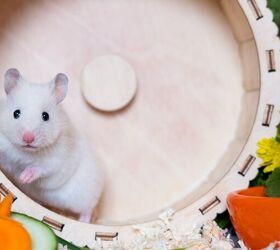 Hamster Owner Tracks How Much His Pet Runs Each Night