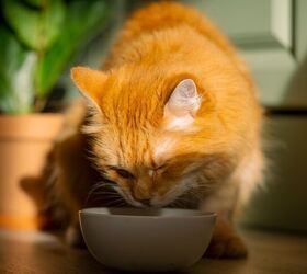 The 5 Best Water Additives for Your Cat's Teeth