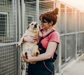 How to Welcome Your Adopted Senior Dog: 7 Must-Have Essentials