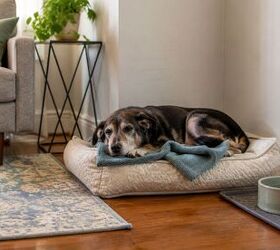 how to welcome your adopted senior dog 7 must have essentials