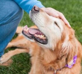 how to welcome your adopted senior dog 7 must have essentials, Image via Canva