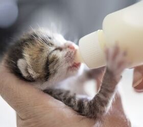 kitten milk replacers recalled over dangerous deficiencies