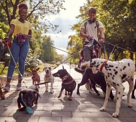 10 Dog Breeds That Form Strong Bonds With Their People