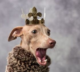 8 Dog Breeds Known for Being Total Drama Queens