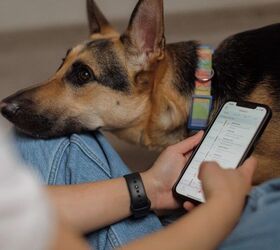 What Is Your Dog's Vet Not Seeing Between Checkups?