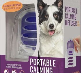 moving to a new home heres how to keep your dog stress free