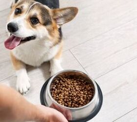 what time should you feed your dog