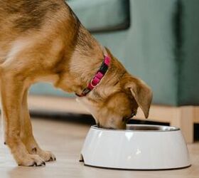 what time should you feed your dog