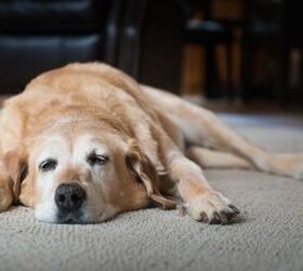 5 things to watch out for if you have an older dog