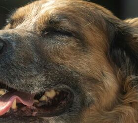 5 things to watch out for if you have an older dog