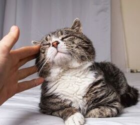 3 easy tips for taking even better care of your older cat