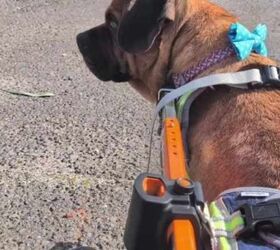 wheelchair bound rescue dog gets stood up by prospective parents, photo credit Save A Dog Scheme