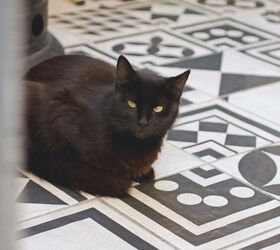 Stray Cat Gets His Name Above the Door at Mexican Tortilla Restaurant