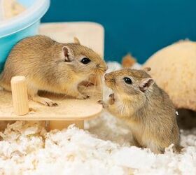 Gerbil Care Basics: What You Need To Care for These Little Rodents