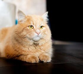The Chatty Cat Whose Endless Meows Found Him the Perfect Duet Partner