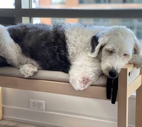 Finding the Perfect Dog Bed for Your Old English Sheepdog