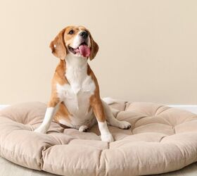 Rescue Dog's Odd Daily Ritual? Moving the Cat Beds Outside